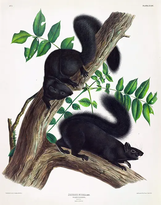 Authentic Black Squirrel Print - Audubon 1844 Natural History Wall Art Black Squirrel Print Showing Two Black Squirrels On A Tree Branch From John James Audubon'S 1844 Natural History Collection.