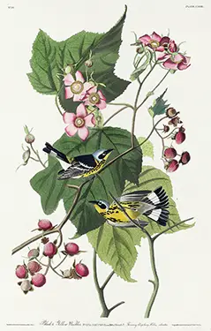 Audubon Bird Print showing two Magnolia Warblers with yellow breasts on a branch with pink flowers and green leaves.