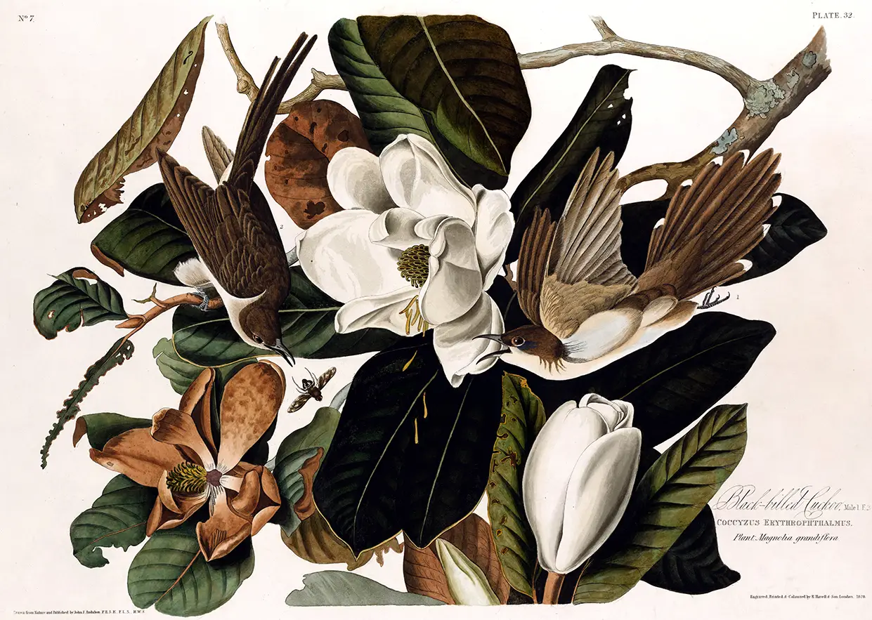 Black-billed Cuckoo print showing two brown birds among white magnolia flowers and green leaves in 1830s illustration style.