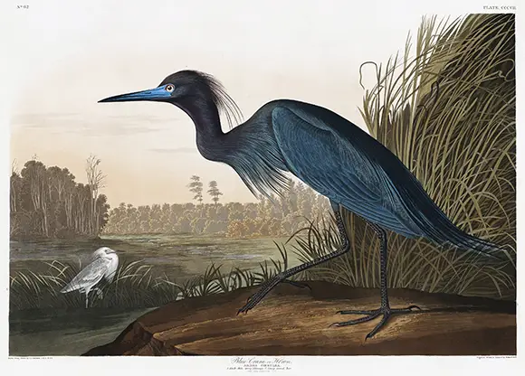 Audubon Blue Crane print showing a slate blue heron standing on a rock in a marsh environment with tall grass.