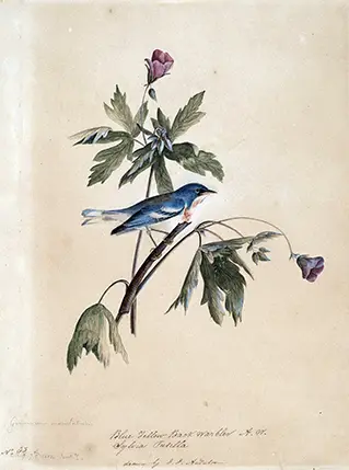 Classic Blue Yellow Back Warbler - 1812 Antique Bird Illustration Art Blue Yellow Back Warbler 1812 Bird Illustration Showing A Blue And Yellow Bird On A Branch With Purple Flowers.