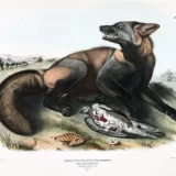 American Cross Fox John James Audubon Wildlife Art Print
