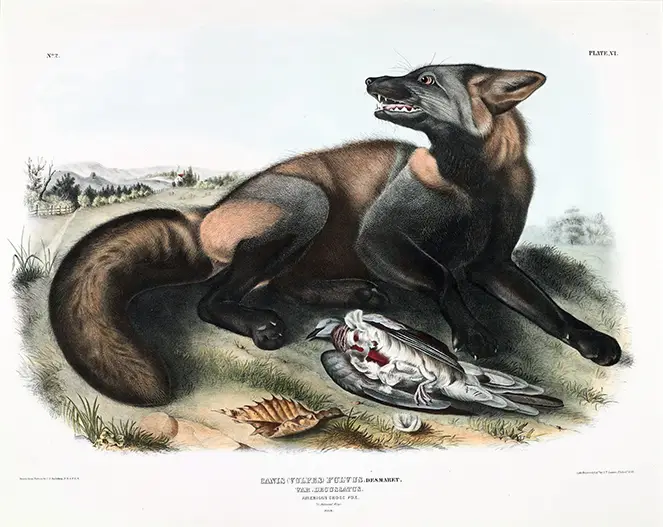 American Cross Fox Print - John James Audubon 1843 Natural History American Cross Fox Print Showing A Dark Furred Fox Guarding Its Prey From Audubon'S 1843 Natural History Collection.
