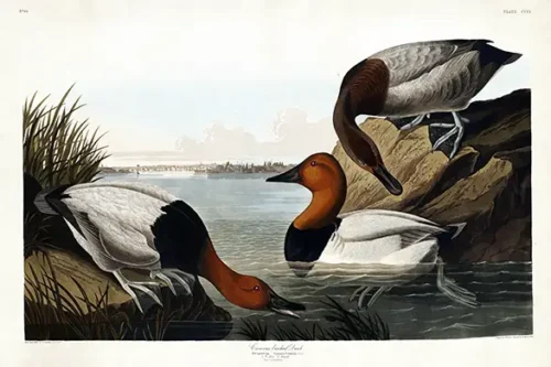 Classic Canvasback Duck Audubon Illustration Art Print