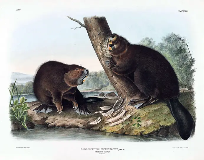 Classic American Beaver Print - 1844 Audubon Wildlife Illustration American Beaver Print Featuring Two Beavers On A Riverbank Gnawing A Tree From A 1844 Natural History Illustration.