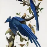 Columbia Jay, John James Audubon Bird Illustration Art Print