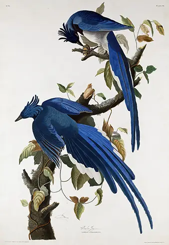 Authentic Audubon Columbia Jay - Vintage Bird Illustration Art Print Audubon Columbia Jay Print Featuring Two Blue Birds With Long Tails Perched On A Tree Branch In A Vintage Art Style.