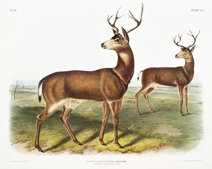 Black-Tailed Deer Print - Antique Columbian Wildlife Illustration Wall Art Black-Tailed Deer Print Featuring Two Bucks With Antlers In An Antique 19Th-Century Wildlife Illustration Style.