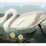 Audubon Common American Swan Bird Illustration Art Print