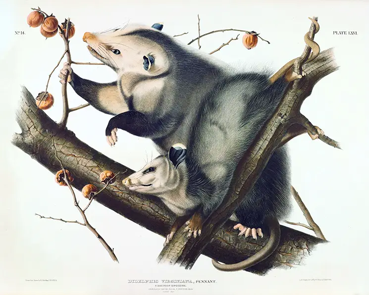 Virginian Opossum Print - 1845 John James Audubon Natural History Art Virginian Opossum Print Showing A Female And Seven-Month-Old Male On A Persimmon Branch, 1845 Scientific Illustration.