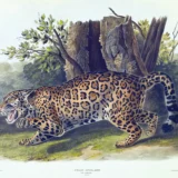 John James Audubon Jaguar, Felis Onca Vintage Art Print