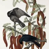 John James Audubon Fish Crow Vintage Bird Illustration Art Print