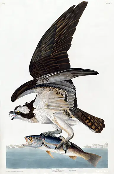 Osprey bird print illustration showing a fish hawk in flight with a large fish in its talons against a white background.