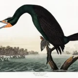Florida Cormorant Audubon Illustration, Bird Art Print