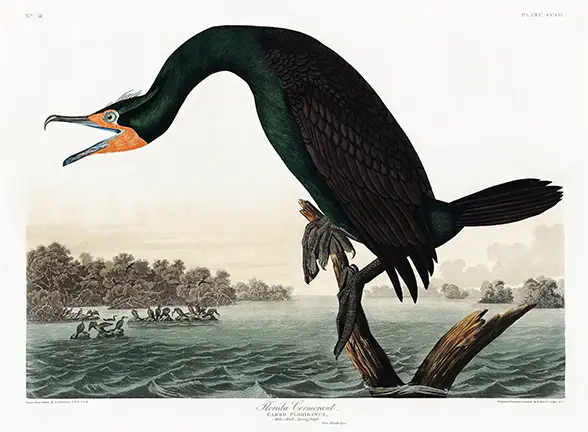 Florida Cormorant print showing a dark green bird with orange beak on driftwood against a coastal water background.