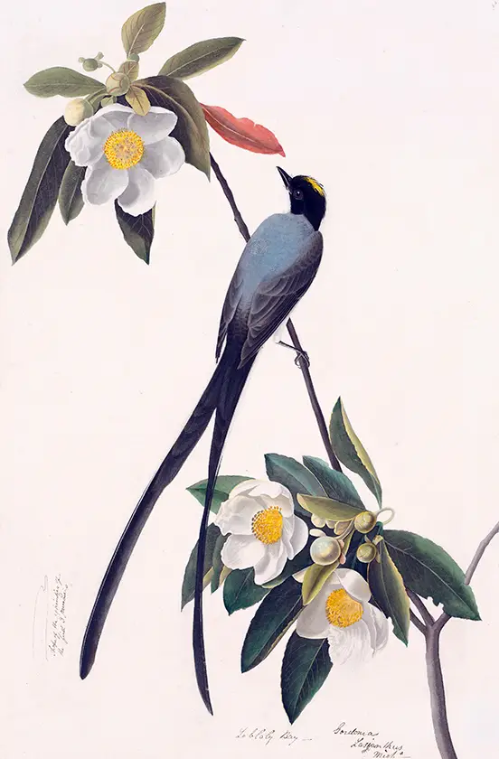 Audubon Bird Print: Fork-Tailed Flycatcher 1832 Vintage Ornithology Art Audubon Bird Print Showing A Fork-Tailed Flycatcher On A White Flowering Branch With A Single Feather Sketch.