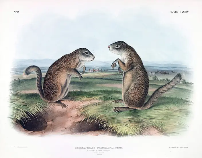 Authentic Franklin'S Marmot Print - 1846 Audubon Wildlife Wall Art Franklin'S Marmot Print Showing Two Squirrels On A Prairie With Distant Tipis In A Vintage 1846 Audubon Lithograph.