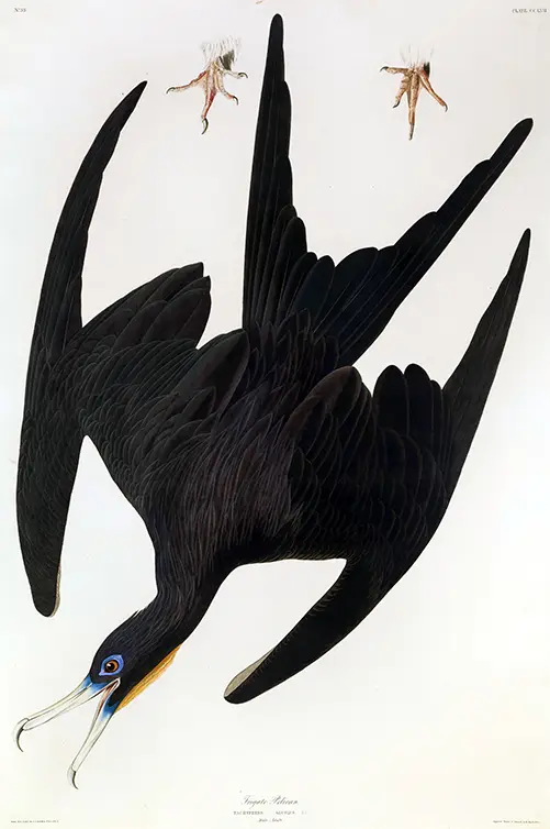 Frigate bird print showing a black seabird in flight with detailed anatomical sketches of talons on a white background.