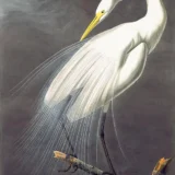 Great Egret Ardea Alba Audubon Illustration Art Print