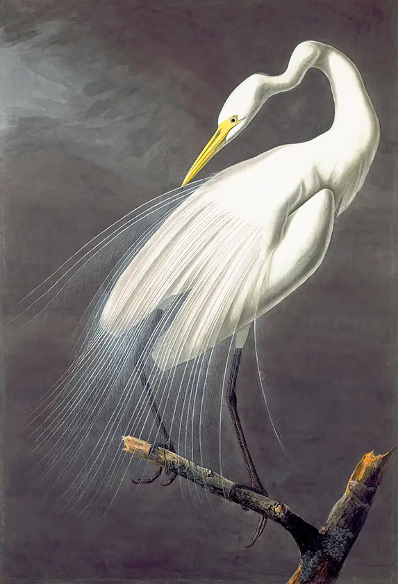 Great Egret Print showing a white heron with long plumes perched on a branch against a dark gray background.