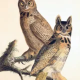 Great Horned Owl Audubon Bird Illustration, Wildlife Art Print