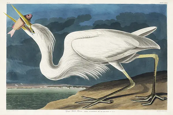 Great White Heron print by John James Audubon showing a white bird with a fish in its beak against a dark blue sky.