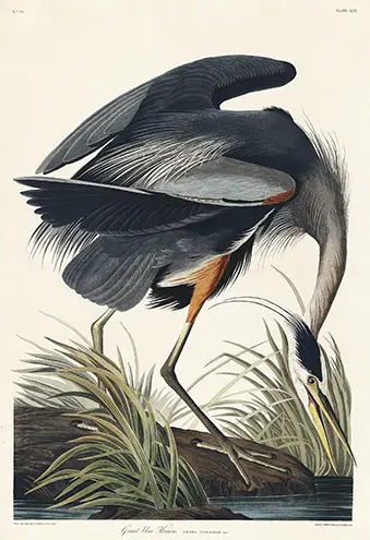 Great Blue Heron Print featuring the 1827 Audubon illustration of a heron foraging in marsh grass.