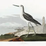 Greenshank Bird Audubon Illustration, Vintage Shorebird Art Print