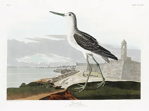 Greenshank Bird Print featuring a long-legged shorebird on a coastal mound with a distant fort and lighthouse backdrop.