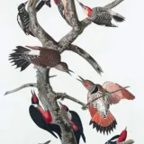 Audubon Woodpecker Species Scientific Illustration Art Print