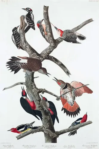 Audubon Woodpecker Species Scientific Illustration Art Print