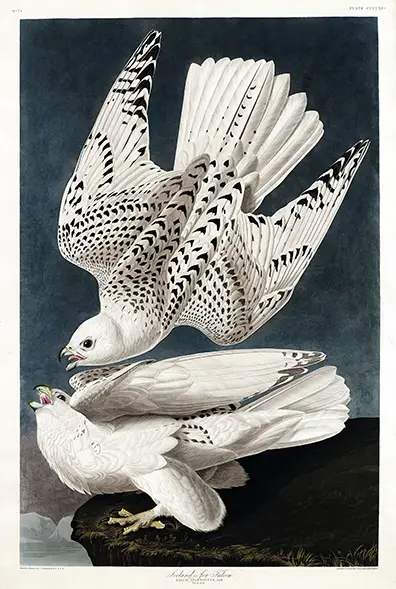 Authentic Audubon Gyrfalcon Print - Birds Of America Iceland Jer Falcon Art Audubon Gyrfalcon Print. Two White Jer Falcons With Black-Speckled Feathers On A Dark Blue Background And Rocky Cliff.
