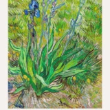 Van Gogh Iris 1890 Exhibition, Impressionist Wall Art Print