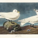 IVory Gull Bird Illustration, Audubon Birds of America Art Print