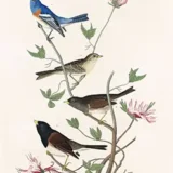 Lazuli Finch, Clay-Colored Finch, and Oregon Snow Finch Art Print