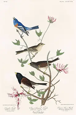 Audubon bird print showing a blue Lazuli Finch, brown Clay-colored Finch, and black-hooded Oregon Snow Finch on flowers.