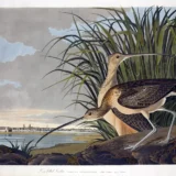 Long-billed Curlew Audubon Birds of America Coastal Art Print