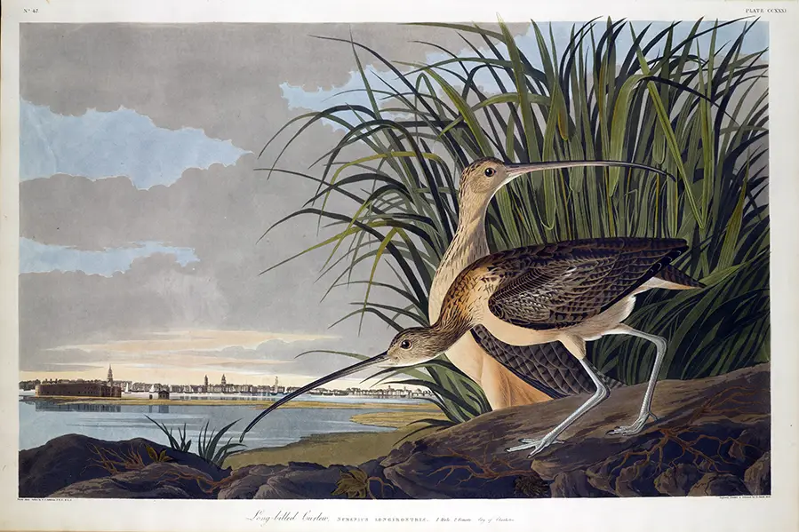 Long-billed Curlew Print showing two brown shorebirds with long curved bills in tall marsh grass by the sea.