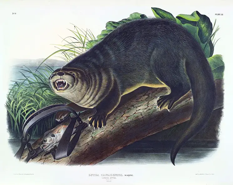 Canada Otter Print showing a vintage 1844 lithograph of a snarling river otter on a log with a fish and a metal trap.