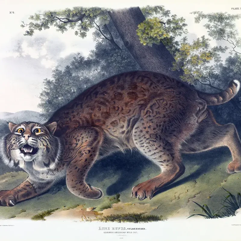Authentic Audubon Lynx Print - 1842 Vintage American Wild Cat Poster