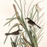 MacGillivray's Finch Audubon Bird Illustration Art Print