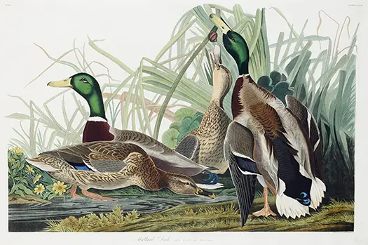 Mallard Duck Art by John James Audubon showing male and female ducks in a marsh with reeds and yellow flowers.