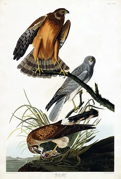 Classic Marsh Hawk Print - John James Audubon Vintage Bird Wall Art Marsh Hawk Print Showing Three Northern Harriers In Brown And Grey Plumage Perched On A Branch By John James Audubon.