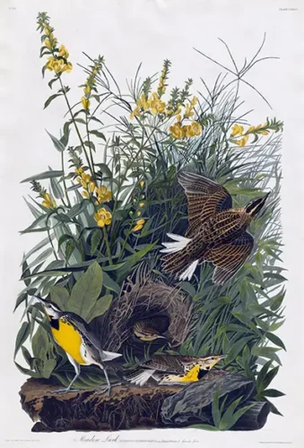 Meadow Lark, John James Audubon Birds of America Art Print