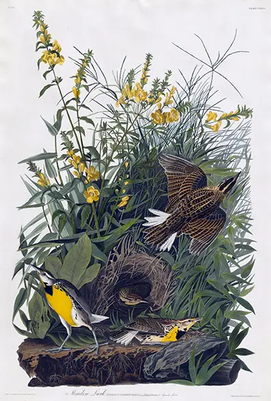Classic Meadow Lark Print - 1832 Audubon Birds Of America Wall Art Meadow Lark Print Showing Four Yellow-Breasted Birds In A Field Of Grass And Yellow Flowers, 1832 Audubon Illustration.