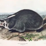 American Badger John James Audubon Natural History Art Print