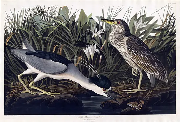 Night Heron print showing an adult and juvenile heron by John James Audubon in a marsh with a frog and white flowers.