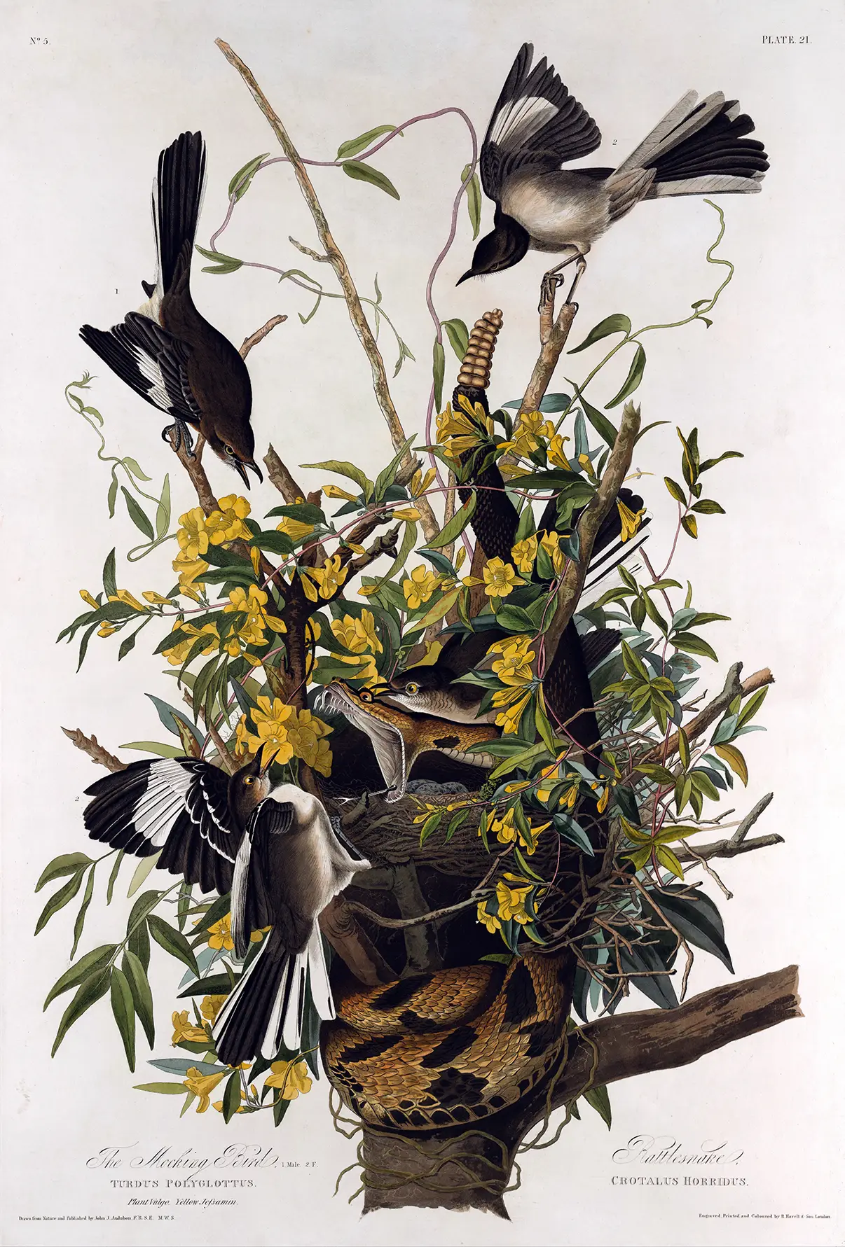 Northern Mockingbird Print showing four birds attacking a timber rattlesnake in a nest of yellow jasmine flowers.