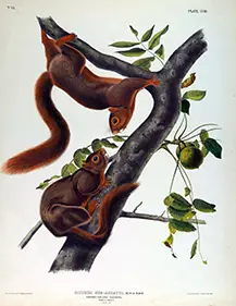 Orange Bellied Squirrel 1845 vintage lithograph showing two squirrels on a tree branch with green leaves.