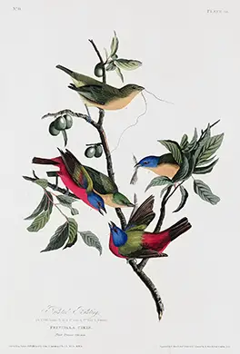 Exclusive Painted Finch Print - Vintage Audubon Style Bird Wall Art Painted Finch Print Showing Four Brightly Colored Birds With Blue Heads And Red Bellies On A Botanical Branch.